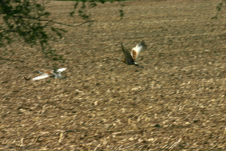 sandhill-crane-pair-in-stubble-field-nr-Stoughton-WI-2008-05-22-img_7190.jpg