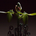 Albuca-spiralis-flowering-2017-03-10-IMG 3794