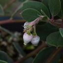 Arctostaphylos-manzanita-first-flowers-2009-12-15-IMG 3577