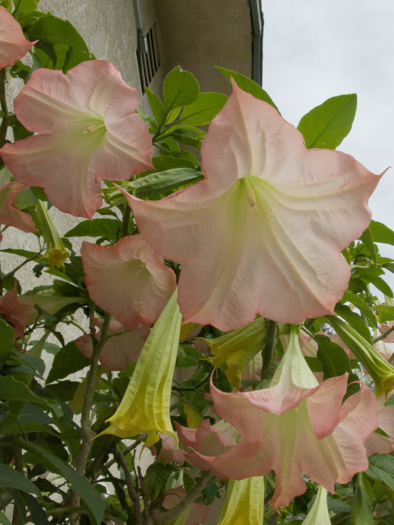 Brugmansia-angels-trumpet-in-full-bloom-pink-flowers-2015-01-30-IMG 4377---G15