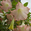 Brugmansia-angels-trumpet-in-full-bloom-pink-flowers-2015-01-30-IMG 4377---G15