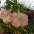 Brugmansia-pink-angels-trumpet-in-bloom-2014-04-14-IMG_3554.jpg