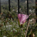 Calochortus-catalinae-Mariposa-lily-garden-2014-03-27-IMG 3422