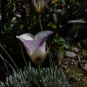 Calochortus-catalinae-mariposa-lily-garden-blooming-2014-04-14-IMG 3535