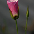 calochortus_catalinae-pink_bud-3772-.jpg