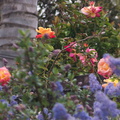 Ceanothus-oliganthus-and-peace-rose-2012-04-12-IMG_1543.jpg