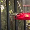 Costas-hummingbird-at-feeder-2015-01-30-IMG 4382a