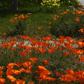 Escholtzia-poppies-front-bed-2008-03-31-img 6865