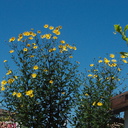 Helianthus-tuberosus-jerusalem-artichoke-in-full-flower-2012-08-30-IMG 2733