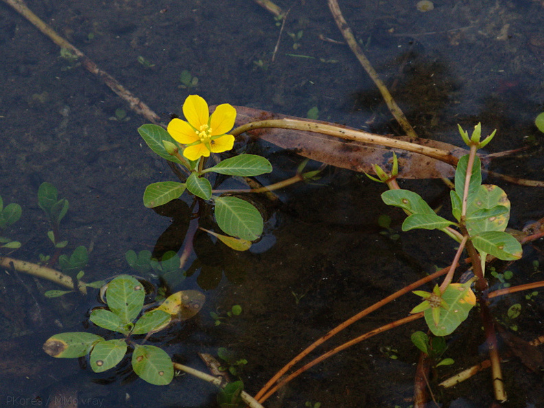 Ludwigia-peploides-water-primrose-Bubbling-Springs-2009-07-20-IMG_3241.jpg