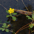 Ludwigia-peploides-water-primrose-Bubbling-Springs-2009-07-20-IMG_3241.jpg