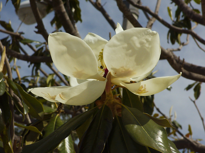 Magnolia-grandiflora-flower-and-bees-2014-04-23-IMG_3600.jpg
