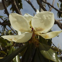 Magnolia-grandiflora-flower-and-bees-2014-04-23-IMG 3600