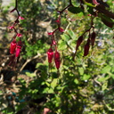 Ribes-speciosum-fuchsia-flowered-ribes-in-garden-2011-04-23-IMG 7691