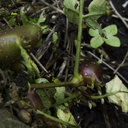 Solanum-potato-aboveground-tuber-sprouting-2010-03-17-IMG 3998