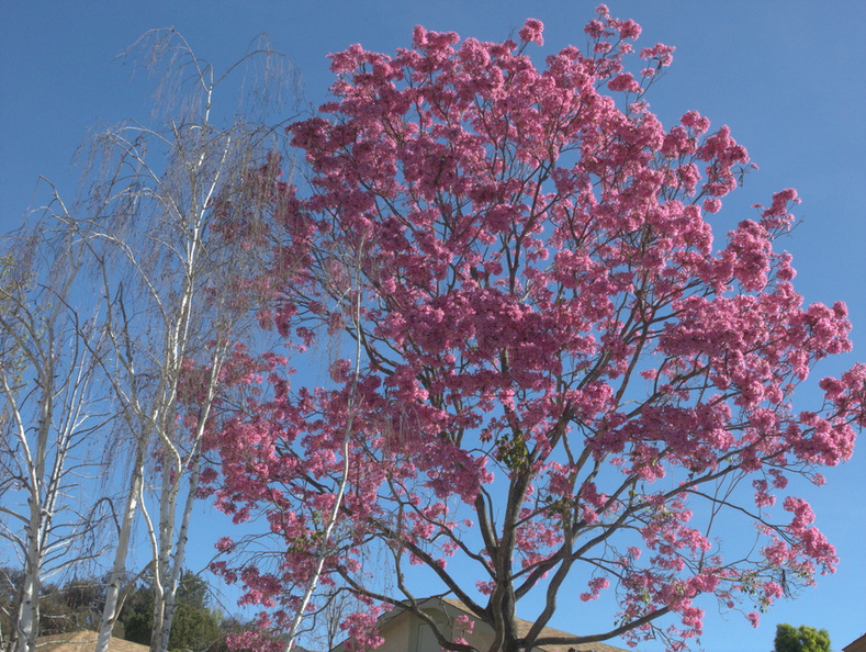 Tabebuia-sp-pink-trumpet-tree-white-birch-in-garden-2015-02-24-IMG_4460.jpg