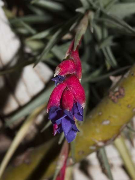 Tillandsia-aeranthos-magenta-bracts-purple-flowers-2015-04-11-IMG_0574.jpg