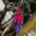 Tillandsia-aeranthos-magenta-bracts-purple-flowers-2015-04-11-IMG 0574