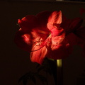 amaryllis-in-bloom-2011-02-20-IMG_7137.jpg