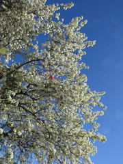 apple-tree-blooming-2015-02-03-IMG 4409