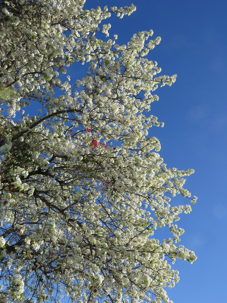 apple-tree-blooming-2015-02-03-IMG_4409.jpg