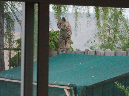 bobcat-and-her-three-kits-in-back-garden-Moorpark-2015-05-05-IMG 0614