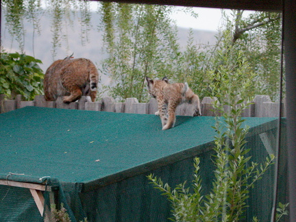 bobcat-and-her-three-kits-in-back-garden-Moorpark-2015-05-05-IMG 0620