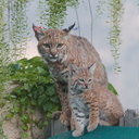 bobcat-and-her-three-kits-in-back-garden-Moorpark-2015-05-09-IMG 0681
