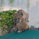 bobcat-and-her-three-kits-in-back-garden-Moorpark-2015-05-09-IMG 0683
