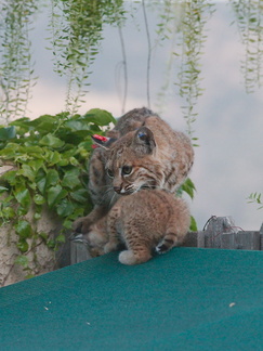 bobcat-and-her-three-kits-in-back-garden-Moorpark-2015-05-09-IMG 0683
