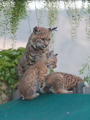 bobcat-and-her-three-kits-in-back-garden-Moorpark-2015-05-09-IMG 0692