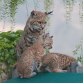 bobcat-and-her-three-kits-in-back-garden-Moorpark-2015-05-09-IMG 0692