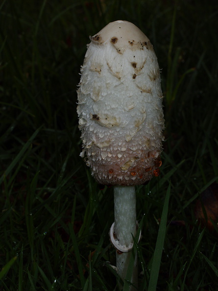 inkycap-mushroom-in-lawn-2014-12-03-IMG_4293..jpg
