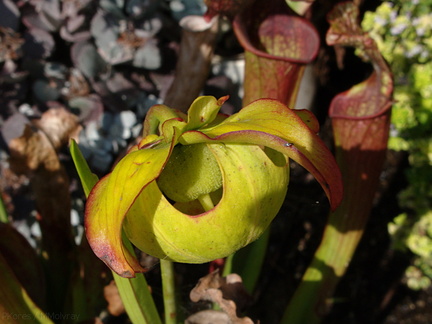 Sarracenia-fruit-developing3-2009-06-04-IMG 3085