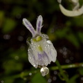 Utricularia-sandersonii-angry-rabbit-Matt-Sikra-2009-11-07-CRW 8342