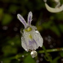 Utricularia-sandersonii-angry-rabbit-Matt-Sikra-2009-11-07-CRW 8342