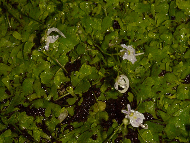 Utricularia-sandersonii-angry-rabbit-Matt-Sikra-2009-11-07-CRW_8345.jpg