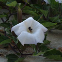 bumblebee-collecting-pollen-on-jimsonweed-Datura-2009-08-08-IMG 3325