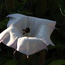 bumblebee-collecting-pollen-on-jimsonweed-Datura-2009-08-08-IMG 3347