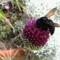 bumblebee-on-Allium-2009-06-27-IMG_3111.jpg