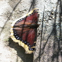 butterfly-mahogany-white-edge-Nymphalis-antiopa-mourning-cloak-butterfly-garden-2009-01-18-IMG 1695