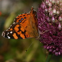 butterfly-orange-on-allium-13-good-sm
