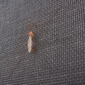 cranefly-on-screen-in-garden-2011-10-24-IMG_9886.jpg
