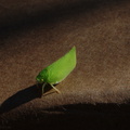green-leafhopper-on-box-2009-08-05-IMG_3316.jpg