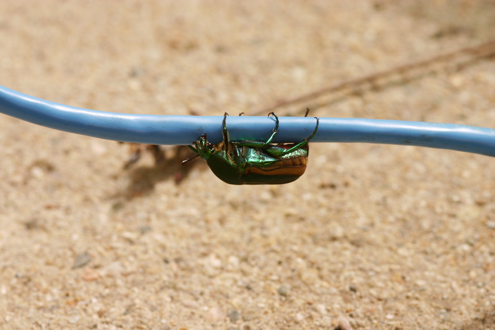 green-scarab-beetle-3
