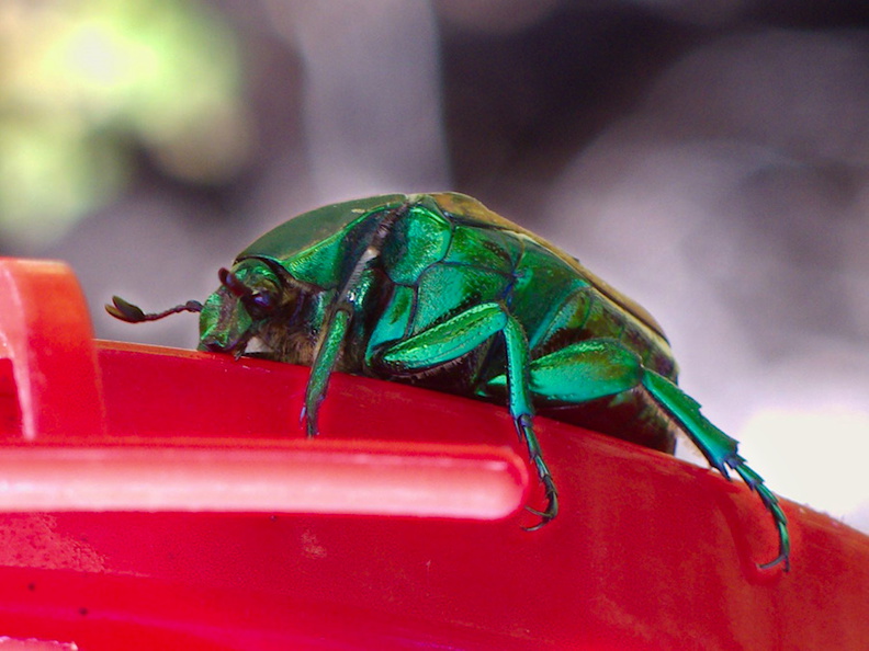 green-scarab-beetle-figeater-beetle-Cotinis-mutabilis-Moorpark-2016-09-08-IMG_7255.jpg