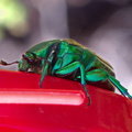 green-scarab-beetle-figeater-beetle-Cotinis-mutabilis-Moorpark-2016-09-08-IMG_7255.jpg