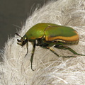 green-scarab-beetle-on-grey-hair-2008-09-05-IMG_1286.jpg