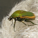 green-scarab-beetle-on-grey-hair-2008-09-05-IMG 1286