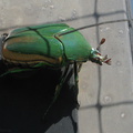 green-scarab-beetle-on-screen-door-2008-09-17-IMG_1351.jpg